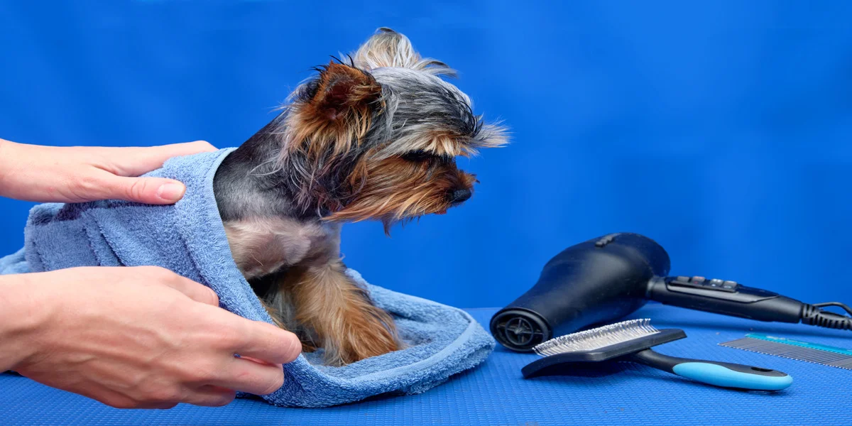 dog-image
